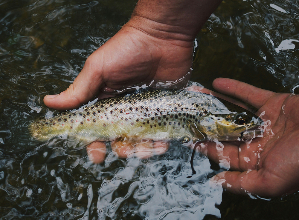 Guide water and trout habitat